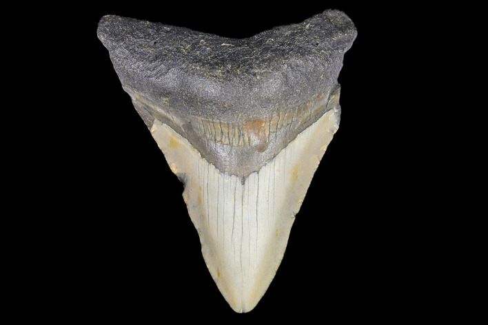 Juvenile Megalodon Tooth - North Carolina #147748